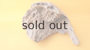 画像5: 変形流木