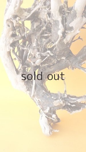 画像2: 流木根（中型）