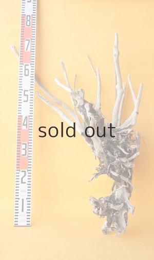 画像6: 流木根（中型）