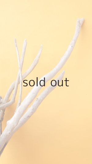 画像9: 流木根（中型）