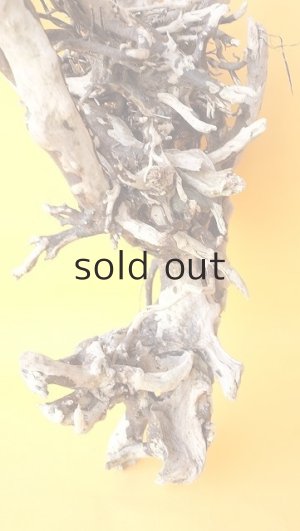 画像7: 流木根（中型）