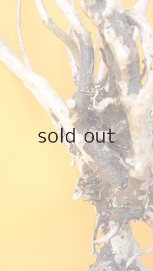 画像5: 流木根（中型）