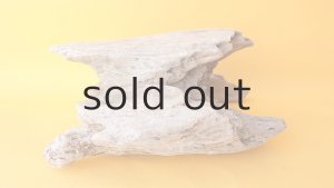 画像7: 変形流木