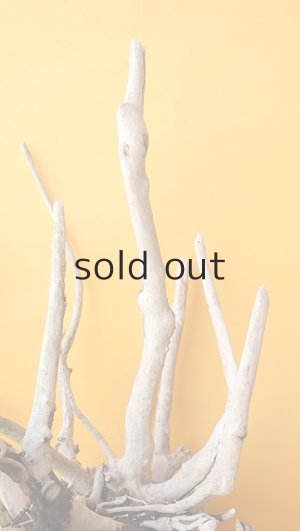 画像8: 流木根（中型）