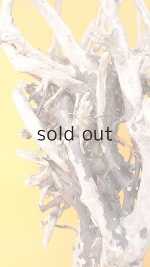 画像10: 流木根（中型）