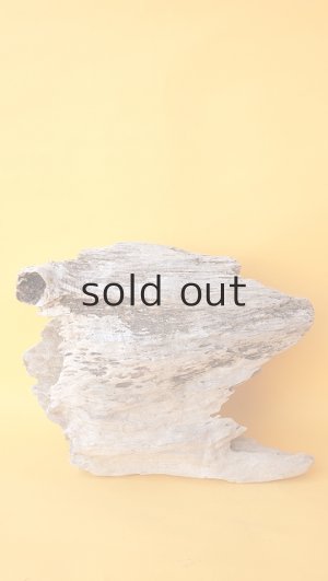 画像9: 変形流木