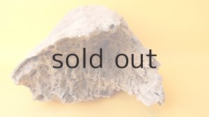 画像4: 変形流木