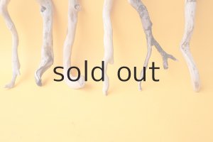 画像5: 流木根セット