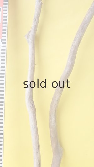 画像7: 枝流木セット