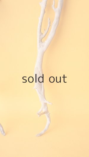 画像5: 流木根セット