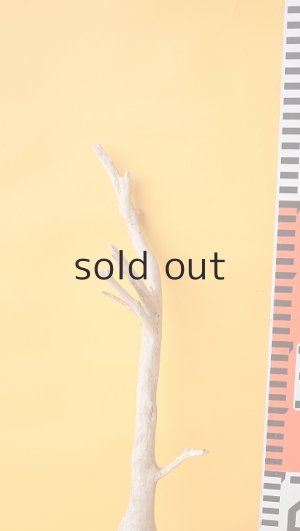 画像7: 流木根セット