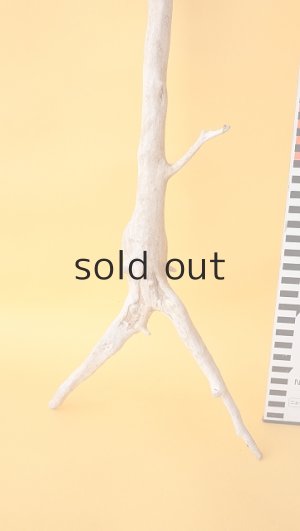 画像6: 流木根セット