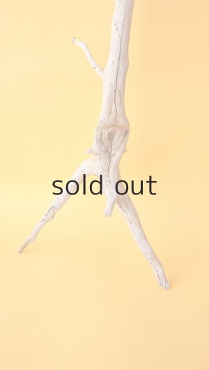 画像2: 流木根セット