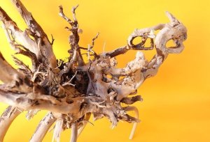 画像3: 流木根（中型）