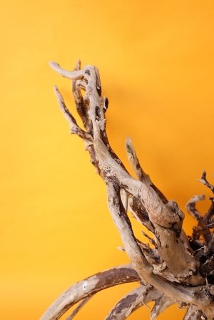 画像4: 流木根（中型）