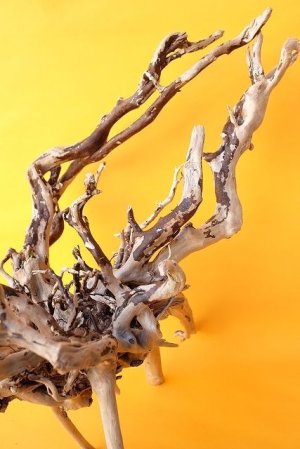 画像9: 流木根（中型）