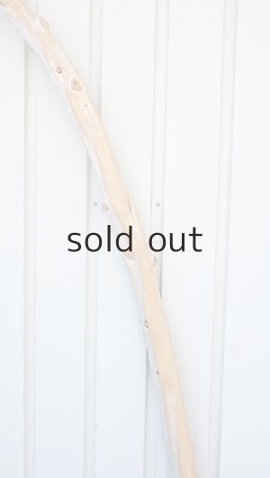 画像4: 幹流木・長尺