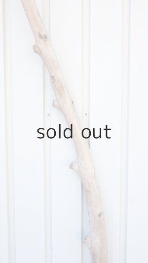 画像4: 幹流木・長尺