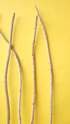 画像5: 棒流木セット