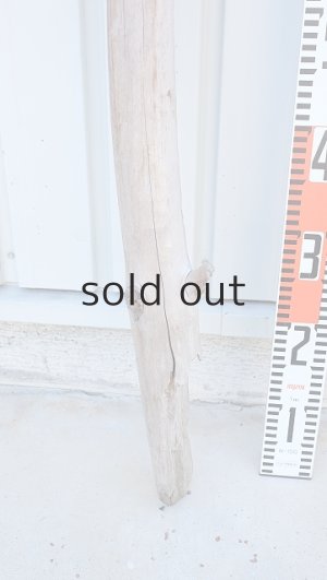 画像6: 幹流木・長尺