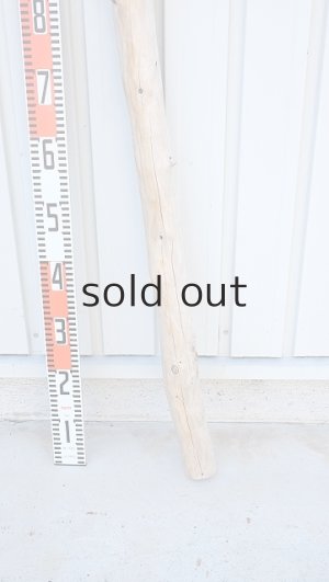 画像6: 幹流木・長尺