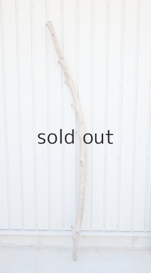 画像1: 幹流木・長尺