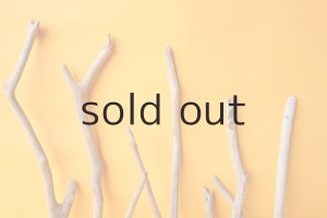 画像6: 小枝流木セット