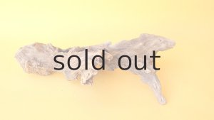 画像4: 変形流木