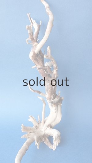 画像2: 流木根セット