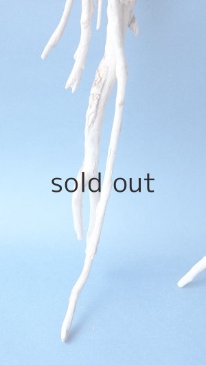 画像2: 流木根セット