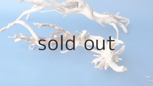 画像5: 流木根セット