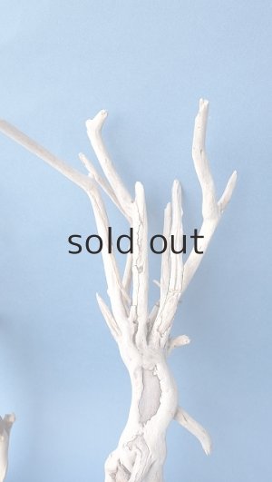 画像4: 流木根セット