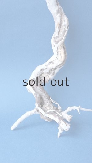 画像4: 流木根セット