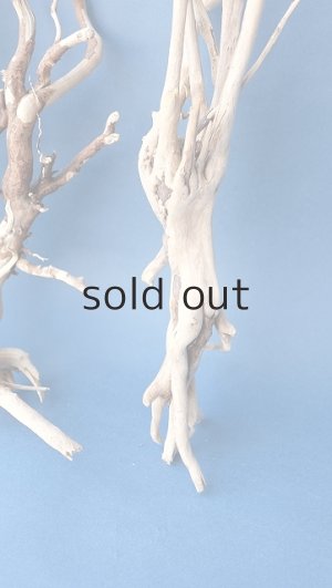 画像7: 流木根セット