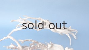 画像6: 流木根セット