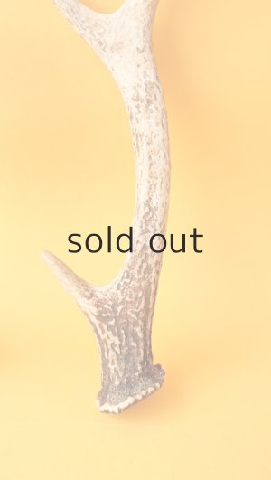 画像2: デコール用二ホンジカの角