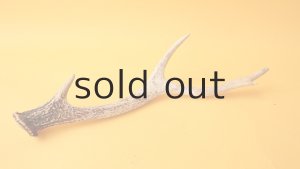 画像4: デコール用二ホンジカの角