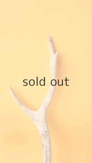 画像3: デコール用二ホンジカの角