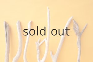 画像3: 小枝流木セット