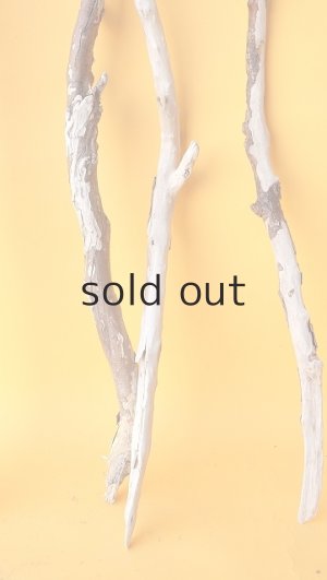 画像6: 枝流木セット