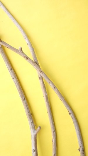 画像4: 棒流木3本セット