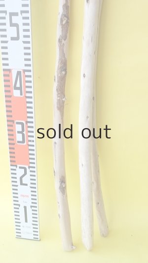 画像5: 棒流木3本セット