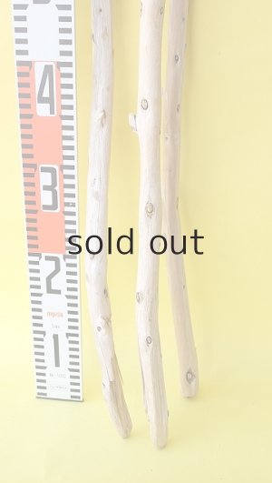 画像6: 棒流木3本セット