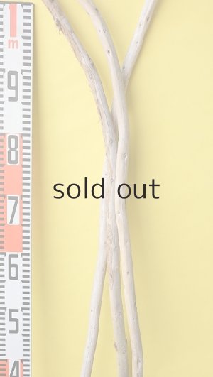 画像8: 棒流木3本セット