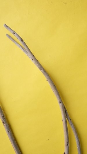 画像5: 棒流木3本セット