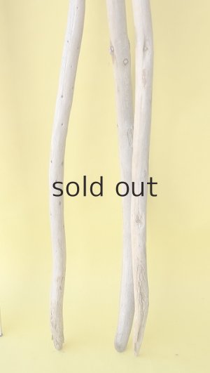 画像7: 棒流木3本セット