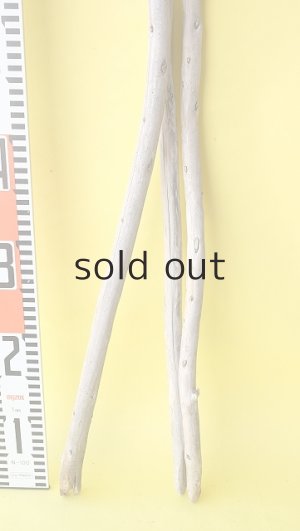 画像6: 棒流木3本セット