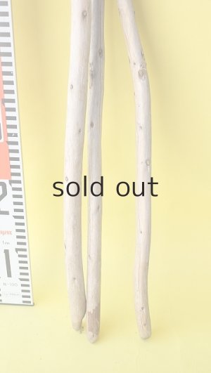 画像5: 棒流木3本セット