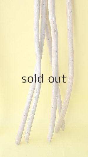 画像6: 棒流木5本セット