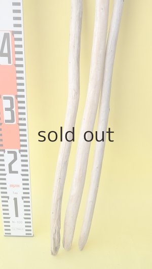 画像5: 棒流木3本セット